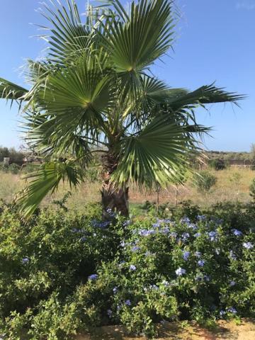 El Idilio Villa Ses Salines (Mallorca)